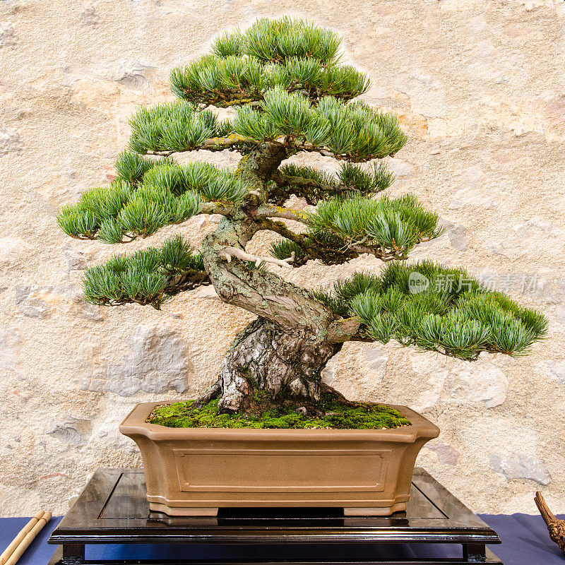 日本五针松(parvifolia Pinus)为盆景树种